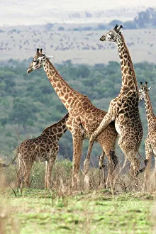 Reticulated Giraffe - two mating Reticulated Giraffe - two mating