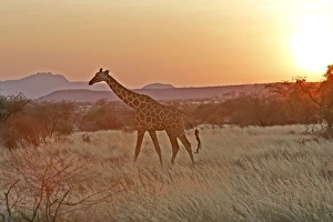 Reticulated Giraffe - at sunset Reticulated Giraffe - at sunset