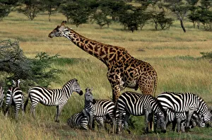 Reticulated Giraffe - with Zebra Reticulated Giraffe - with Zebra