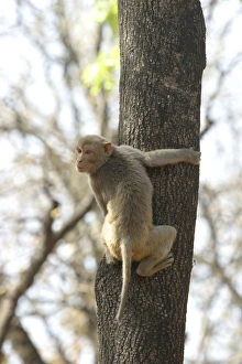 Rhesus Macaque Monkey - adult climbing tree Rhesus Macaque Monkey - adult climbing tree