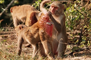 Rhesus Macaque MONKEY- Cleaning mate Rhesus Macaque MONKEY- Cleaning mate