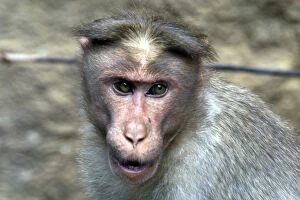 Images Dated 6th December 2004: Rhesus Macaque or Monkey - Close up of head Found from Afghanistan through India to northern