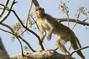 Rhesus Macaque Monkey - female climbing in tree, foraging for fruit Rhesus Macaque Monkey - female climbing in tree, foraging for fruit