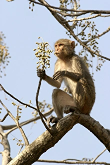 Rhesus Macaque Monkey - female sitting in tree, eating fruit Rhesus Macaque Monkey - female sitting in tree, eating fruit