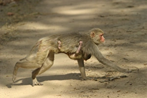 Rhesus Macaque Monkey - female walking, carrying young. Side view Rhesus Macaque Monkey - female walking, carrying young. Side view