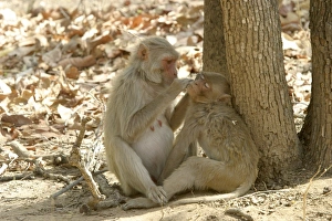 Rhesus Macaque Monkey - grooming fur Rhesus Macaque Monkey - grooming fur