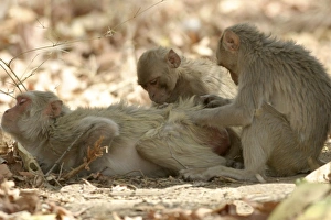 Rhesus Macaque Monkey - group grooming fur Rhesus Macaque Monkey - group grooming fur