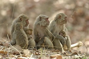 Rhesus Macaque Monkey - nursing female group, suckling young Rhesus Macaque Monkey - nursing female group, suckling young