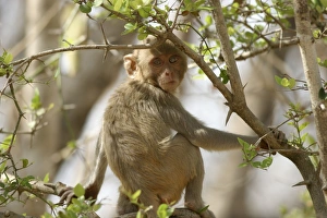 Rhesus Macaque Monkey - sitting in tree Rhesus Macaque Monkey - sitting in tree