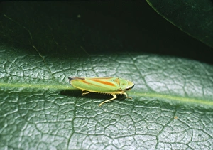 Rhodedendron Leaf-hopper - Introduced species Rhodedendron Leaf-hopper - Introduced species