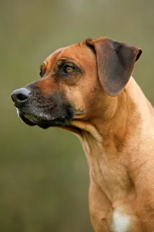 <b class=qtipBold><figcaption>Rhodesian Ridgeback</figcaption></b><br>LA-2975 Rhodesian Ridgeback Jean Michel Labat Please note that prints are for personal display purposes only and may not be reproduced in any way.<br><em>© J. M. Labat / ardea.com</em> Rhodesian Ridgeback