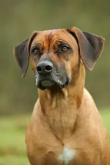 <b class=qtipBold><figcaption>Rhodesian Ridgeback</figcaption></b><br>LA-2976 Rhodesian Ridgeback Jean Michel Labat Please note that prints are for personal display purposes only and may not be reproduced in any way.<br><em>© J. M. Labat / ardea.com</em> Rhodesian Ridgeback