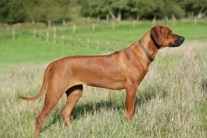 <b class=qtipBold><figcaption>Rhodesian Ridgeback dog</figcaption></b><br>JD-18676 Rhodesian Ridgeback dog John Daniels Please note that prints are for personal display purposes only and may not be reproduced in any way.<br><em>© John Daniels / ardea.com</em> Rhodesian Ridgeback dog