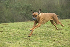 Rhodesian Ridgeback - running Rhodesian Ridgeback - running
