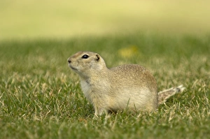 Richardsons Ground Squirrel - Side view with head up in alert posture Richardsons Ground Squirrel - Side view with head up in alert posture