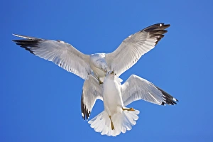 Ring-billed Gull - Adult Fighting in air - Most commonly seen gull - especially inland Ring-billed Gull - Adult Fighting in air - Most commonly seen gull - especially inland