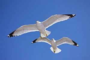 Ring-billed Gull - Adult soaring - Most commonly seen gull - especially inland Ring-billed Gull - Adult soaring - Most commonly seen gull - especially inland