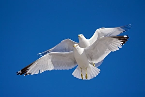 Ring-billed Gulls - 2 adults soaring - Most commonly seen gull - especially inland Ring-billed Gulls - 2 adults soaring - Most commonly seen gull - especially inland