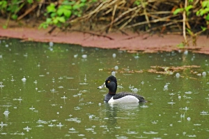 Ring-necked Duck - drake in rain Ring-necked Duck - drake in rain