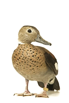 Ring-necked Teal / Ringed Teal / Red-shouldered Teal Ring-necked Teal / Ringed Teal / Red-shouldered Teal