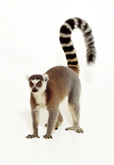 Images Dated 13th March 2007: Ring-tailed Lemur