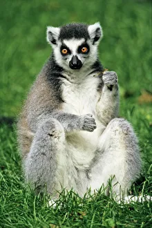 Ring-tailed Lemur - portrait, sitting on grass Ring-tailed Lemur - portrait, sitting on grass
