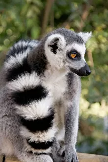 Long Collection: Ring-tailed Lemur - with tail wrapped around body