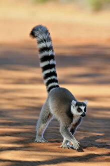 Ring-Tailed Lemur - walking with tail up