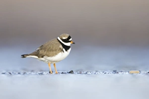 Ringed Plover - Ground level view of adult in winter on sandy beach Ringed Plover - Ground level view of adult in winter on sandy beach