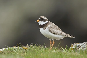 Ringed Plover - standing amongst grass on cliffs edge Ringed Plover - standing amongst grass on cliffs edge