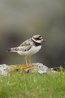 Ringed plover - standing on Lichen covered rocks on cliffs edge Ringed plover - standing on Lichen covered rocks on cliffs edge
