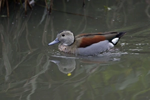 Ringed Teal - drake swimming on lake Ringed Teal - drake swimming on lake