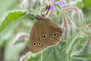 Ringlet Gallery: Ringlet Butterfly resting on Borage, Norfolk UK