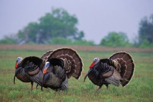 Rio Grande Wild Turkey toms strutting during spring mating season Rio Grande Wild Turkey toms strutting during spring mating season