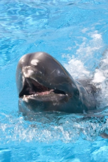 Risso's Dolphin with nose sticking out of water Risso's Dolphin with nose sticking out of water