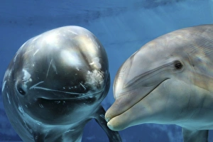 Risso's Dolphin - swimming underwater with a Bottlenose Dolphin (Tursiops truncatus) Risso's Dolphin - swimming underwater with a Bottlenose Dolphin (Tursiops truncatus)