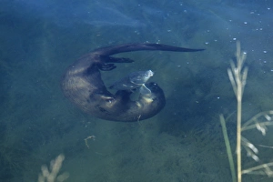 River Otter - playing with fish it will eventually eat River Otter - playing with fish it will eventually eat