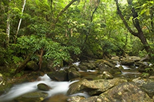 River in rainforest - water flows over moss-covered boulders through lush tropical River in rainforest - water flows over moss-covered boulders through lush tropical