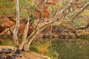 River Red Gum - large River Red Gums and towering red cliffs surround Ellery Creek Big Hole River Red Gum - large River Red Gums and towering red cliffs surround Ellery Creek Big Hole