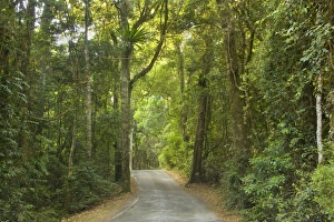 Rain Forest Lamington NP Queensland, Australia