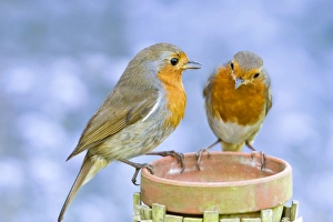 Robin - Two adults perched on plant pot with forget-me-not flowers in background Robin - Two adults perched on plant pot with forget-me-not flowers in background