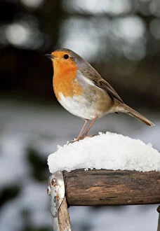 European Robin Collection: Robin - close up on snow covered spade handle UK