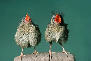 <b class=qtipBold><figcaption>Robin - fledglings singing</figcaption></b><br>JD-1087 Robin - fledglings singing Erithacus rubecula John Daniels Please note that prints are for personal display purposes only and may not be reproduced in any way.<br><em>© John Daniels / ardea.com</em> Robin - fledglings singing