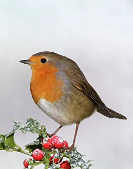 Robin - On Holly