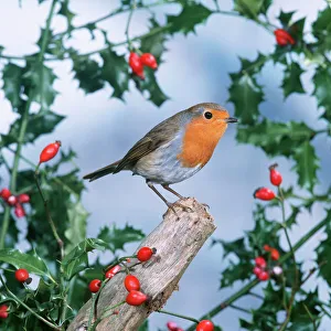 ROBIN - With Holly and Rosehips ROBIN - With Holly and Rosehips