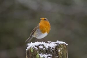 Erithacus Rubecula Gallery: Robin Robin adult in winter Germany