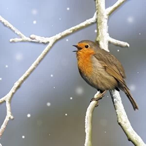 Images Dated 27th November 2008: Robin - singing Digital Manipulation: snow