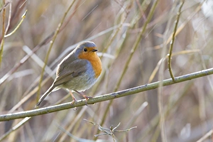 Robin - Single adult robin perching on a branch with rain drops Robin - Single adult robin perching on a branch with rain drops