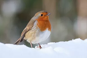 Erithacus Rubecula Gallery: Robin - Single adult robin perching in the snow