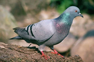 Rock Dove / Rock Pigeon